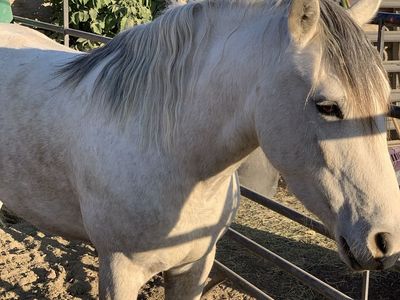 Grey mustang mare