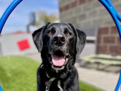 A105984 Thompson is Available for Adoption!