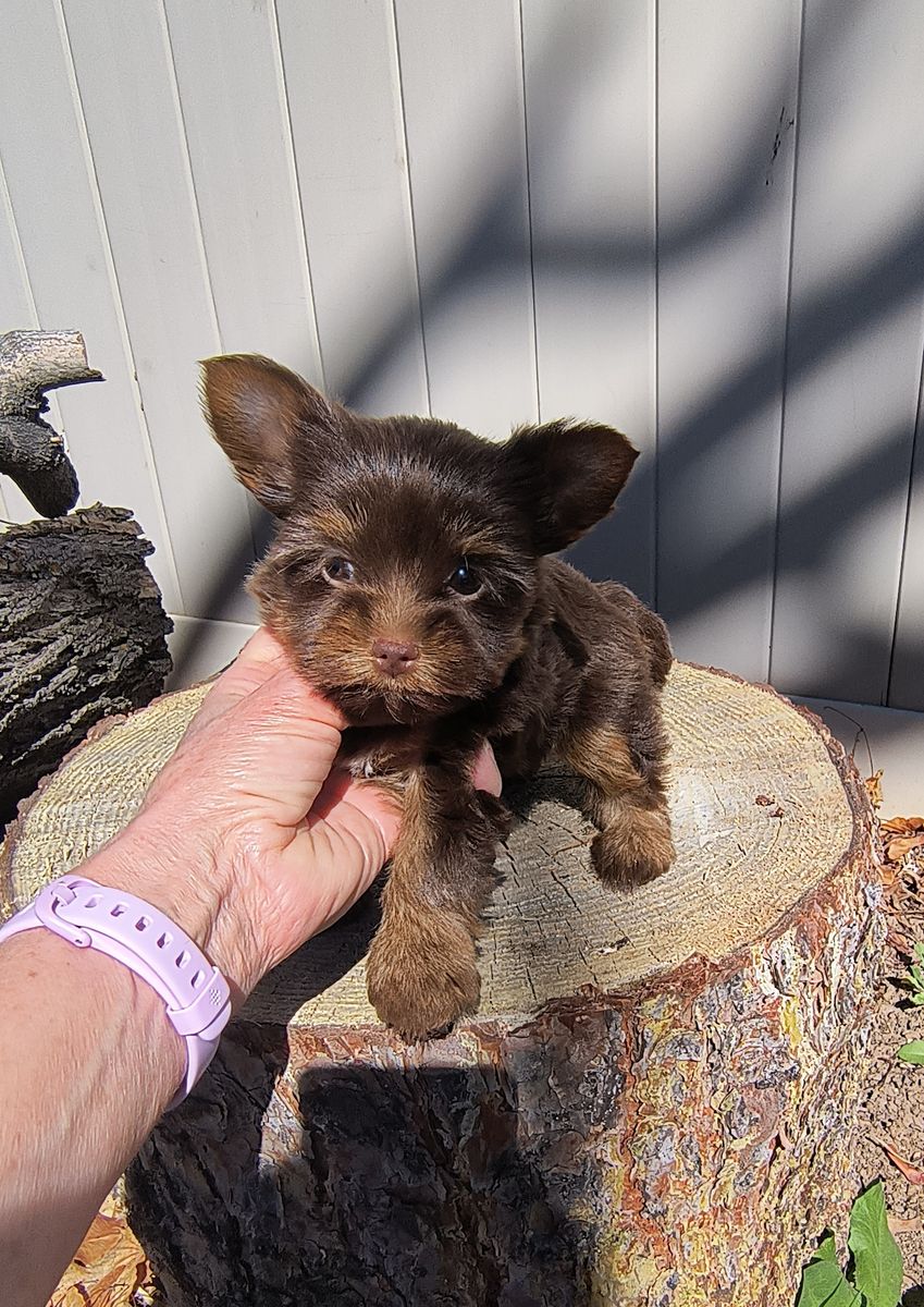 Tiny Female Yorkie Puppy, Chocolate and Gold (Yorkshire Terrier)