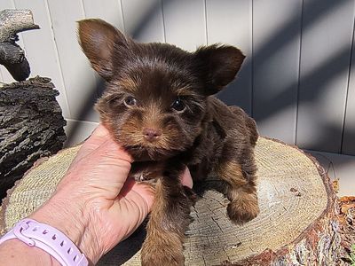 Tiny Female Yorkie Puppy, Chocolate and Gold (Yorkshire Terrier)