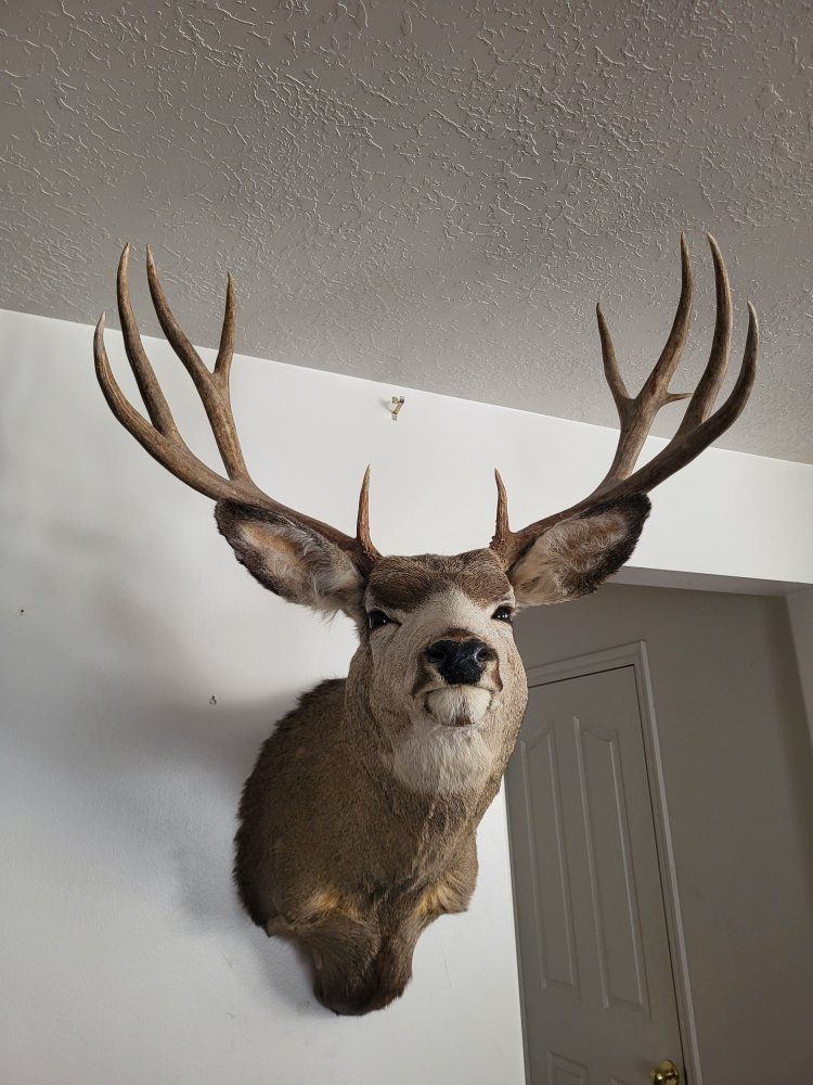 Mule Deer Buck Taxidermy Shoulder Mount - Large 5x6 Antlers