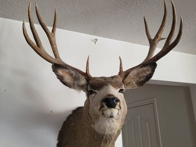 Mule Deer Buck Taxidermy Shoulder Mount - Large 5x6 Antlers