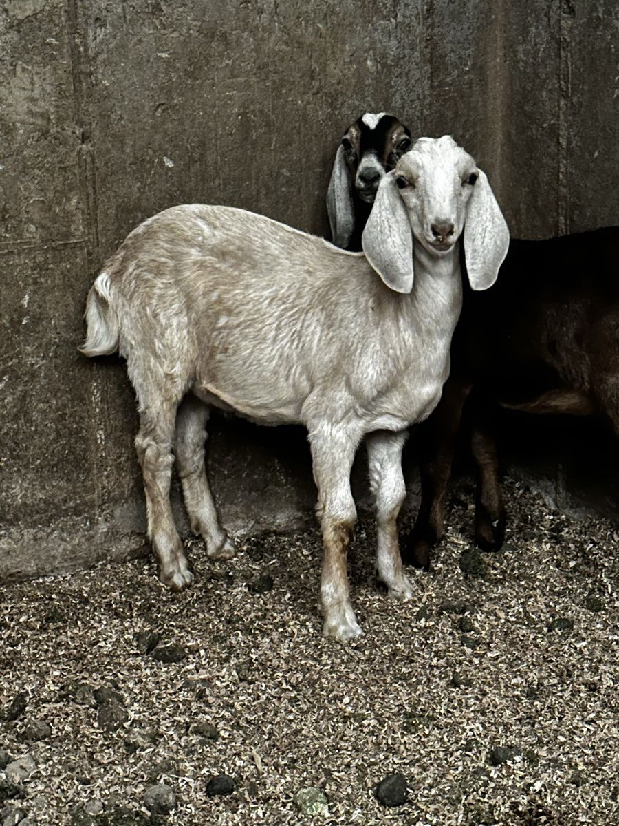 2 Nubian Goats for sale