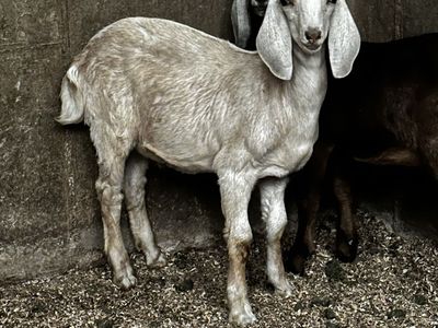 2 Nubian Goats for sale