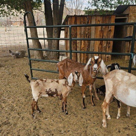 Full Blooded Nubian Goats - 5 MONTHS OLD