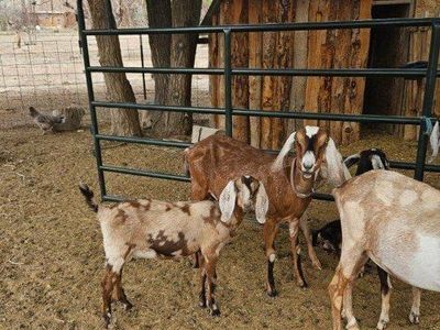 Full Blooded Nubian Goats - 5 MONTHS OLD