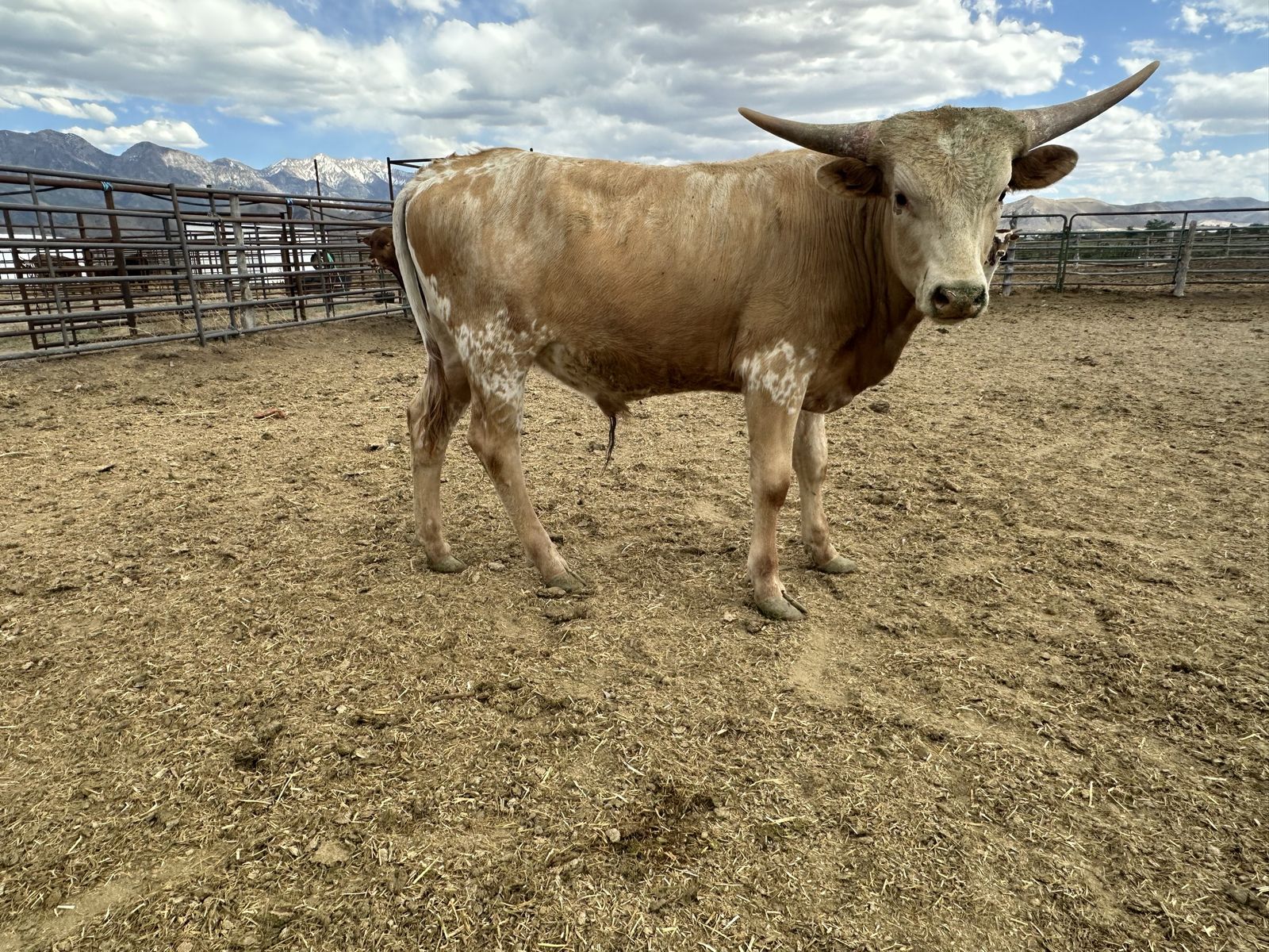 Longhorn Bull