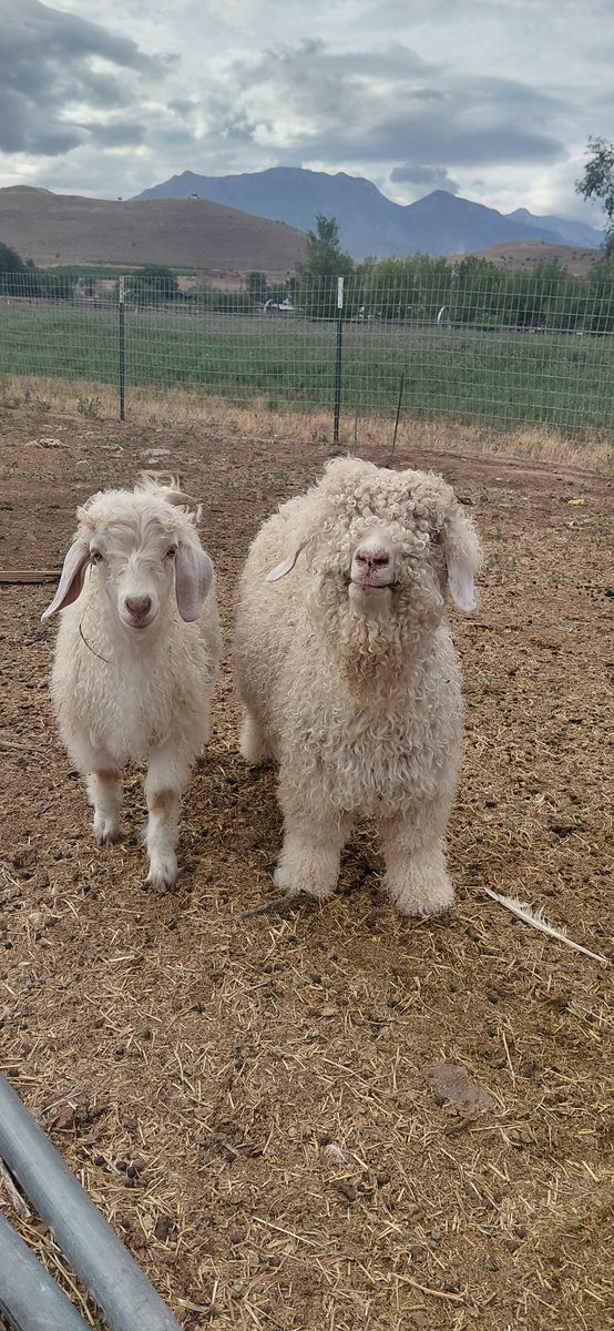 Angora Does and Buckling Goats
