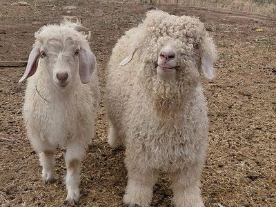 Angora Does and Buckling Goats