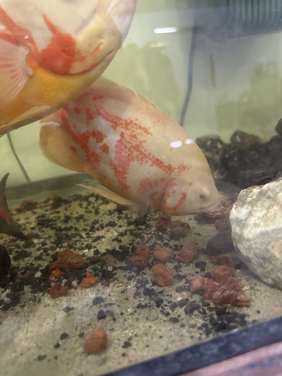 Beautiful Live Oscar Fish - White with Red Patches - Healthy Aquatic Pet