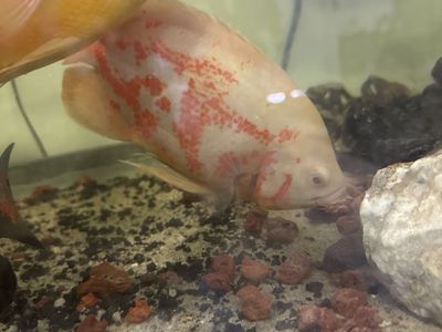Beautiful Live Oscar Fish - White with Red Patches - Healthy Aquatic Pet