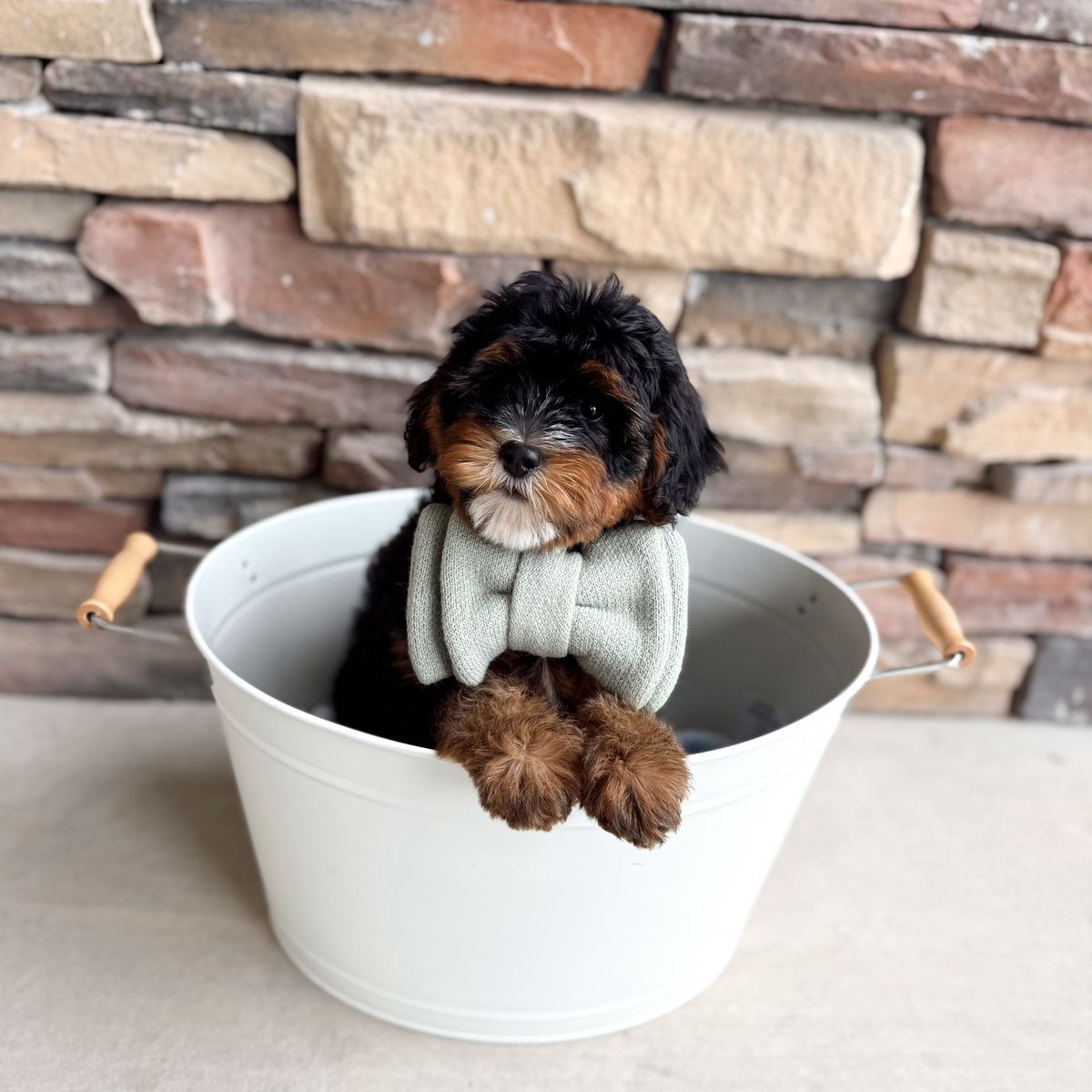 The cutest mini Bernedoodle!