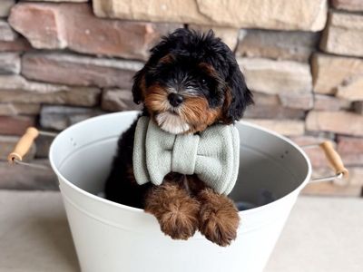 The cutest mini Bernedoodle!
