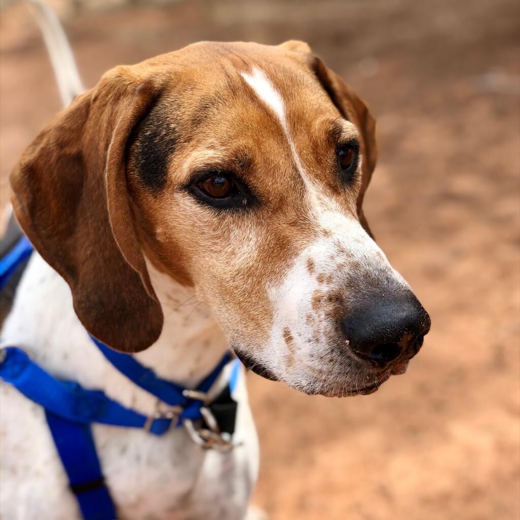 Hello my name is Skitter