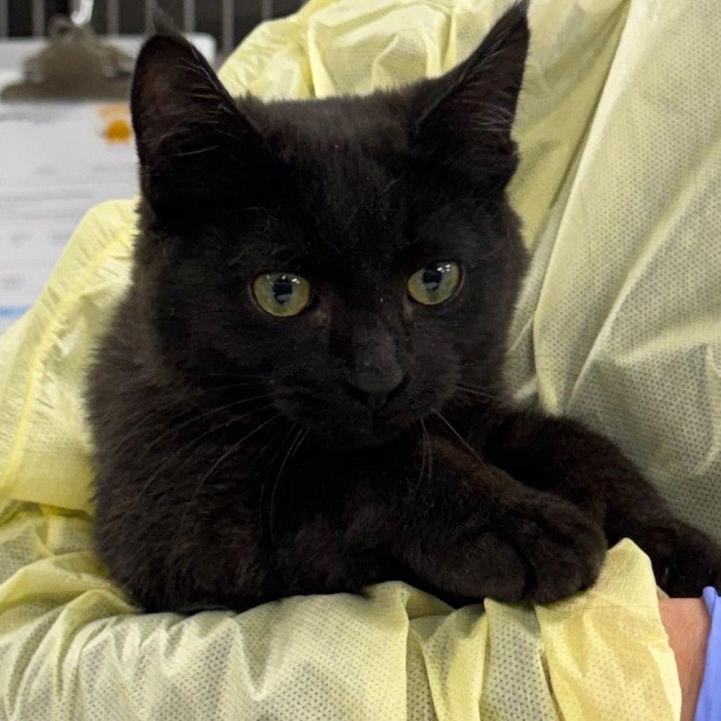 Hello my name is Rocco