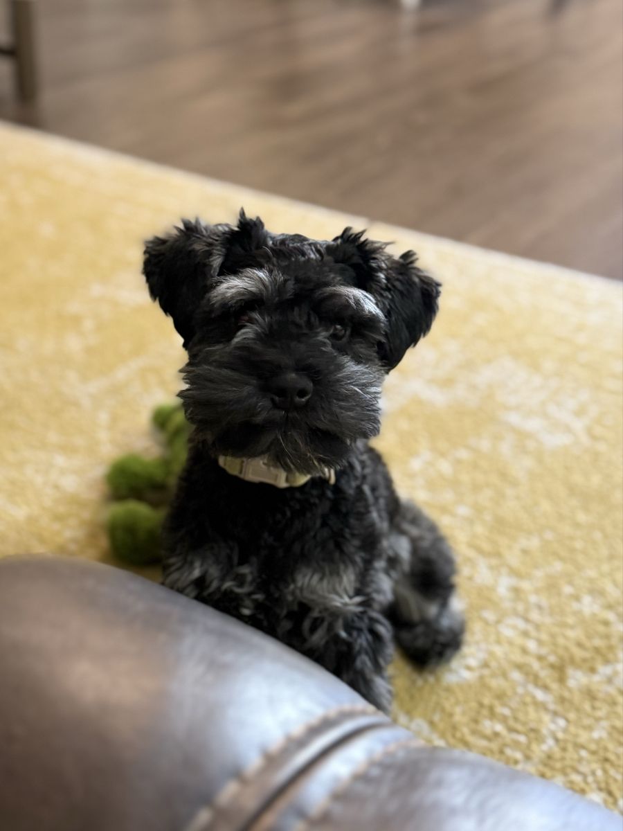 Mini schnauzer