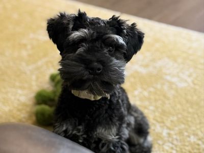 Mini schnauzer