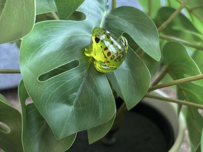 Adorable Frog Plant Pet Magnets - Lots available!