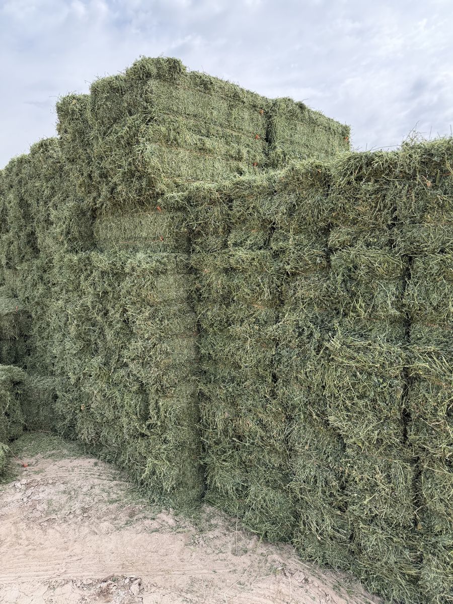 1st crop Alfalfa Hay