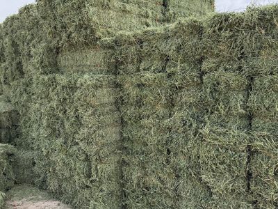 1st crop Alfalfa Hay