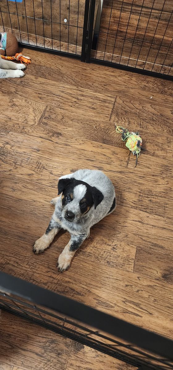 Cattle Dog Pup (Blue Heeler)