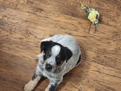 Cattle Dog Pup (Blue Heeler)