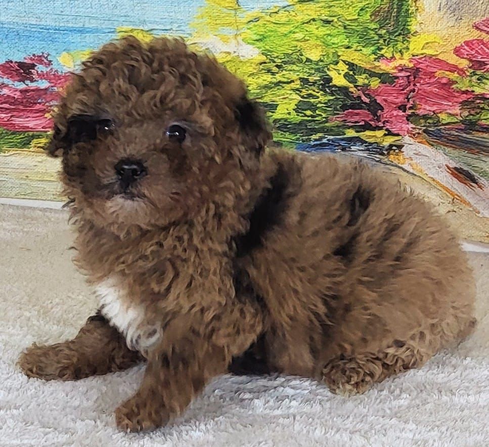 Micro Goldendoodles- Girl Strawberry $2400