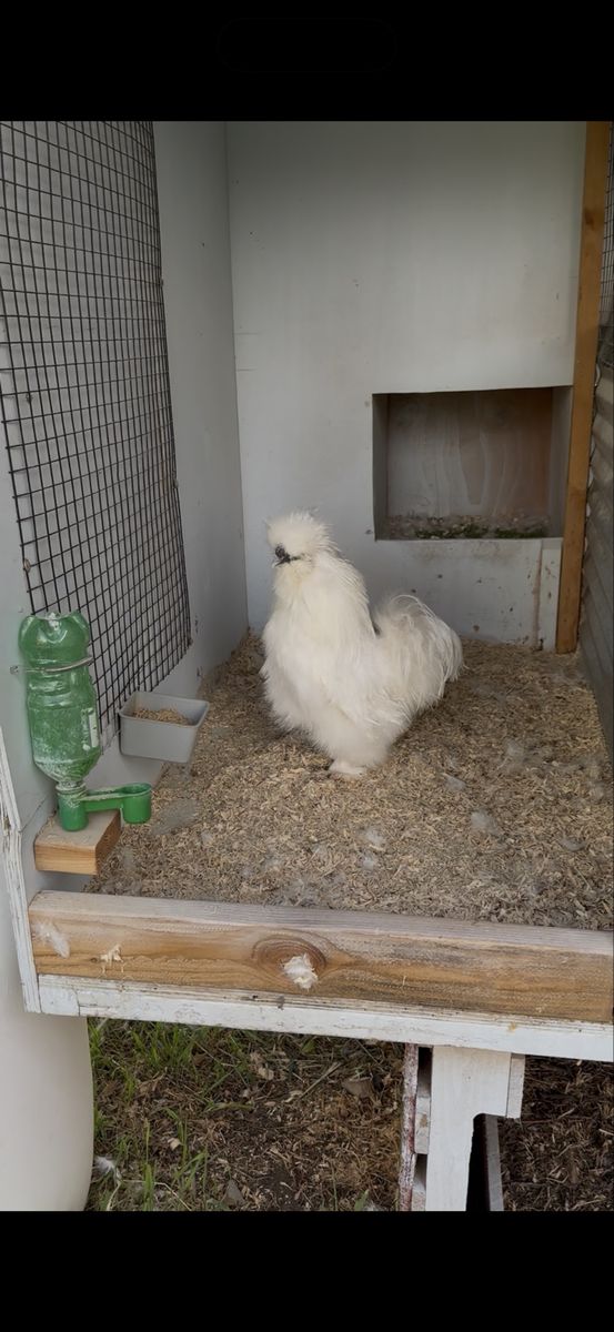 Silkies