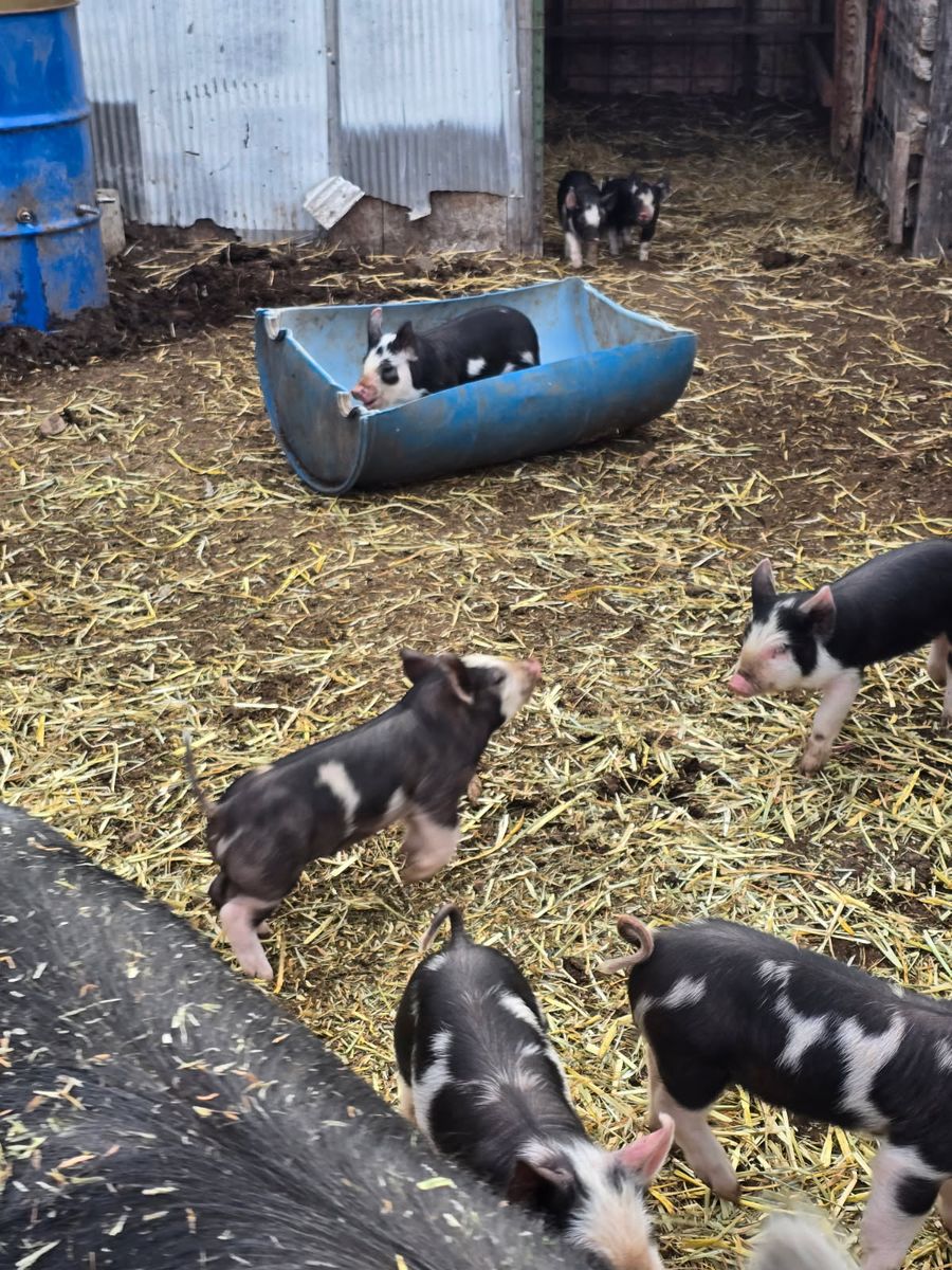 Berkshire piglets for sale $150