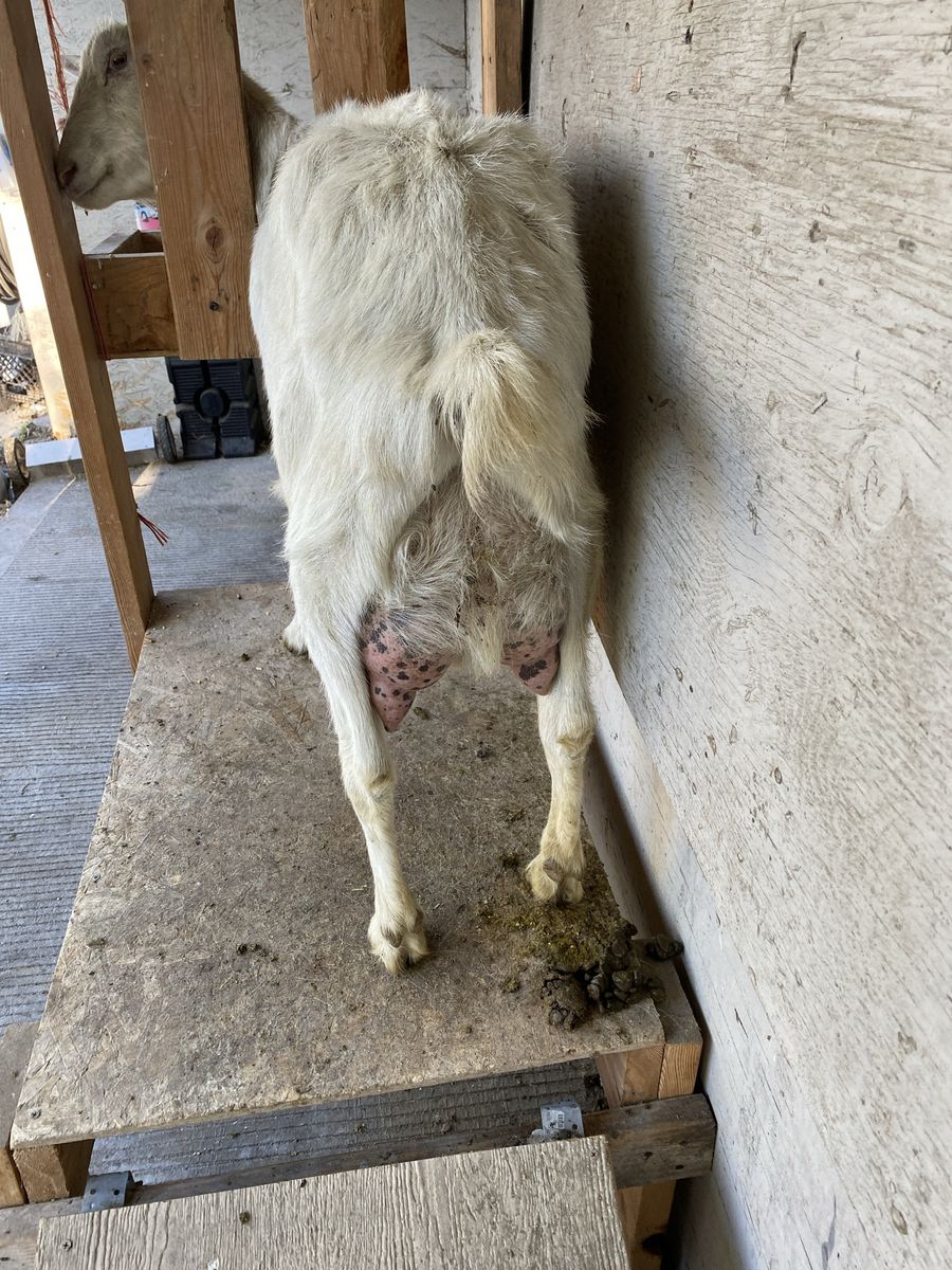 Sannen milk goat For Sale