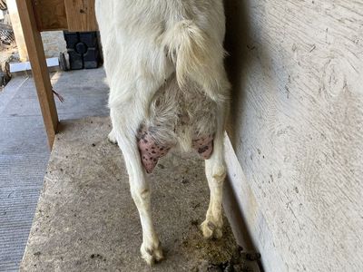 Sannen milk goat For Sale