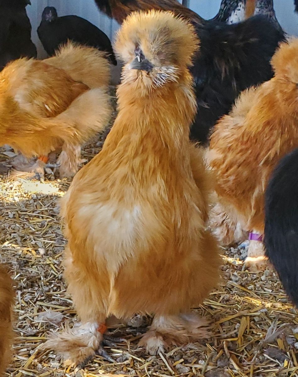 Silkie Chicken Hens