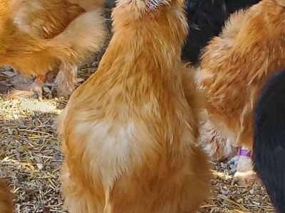 Silkie Chicken Hens