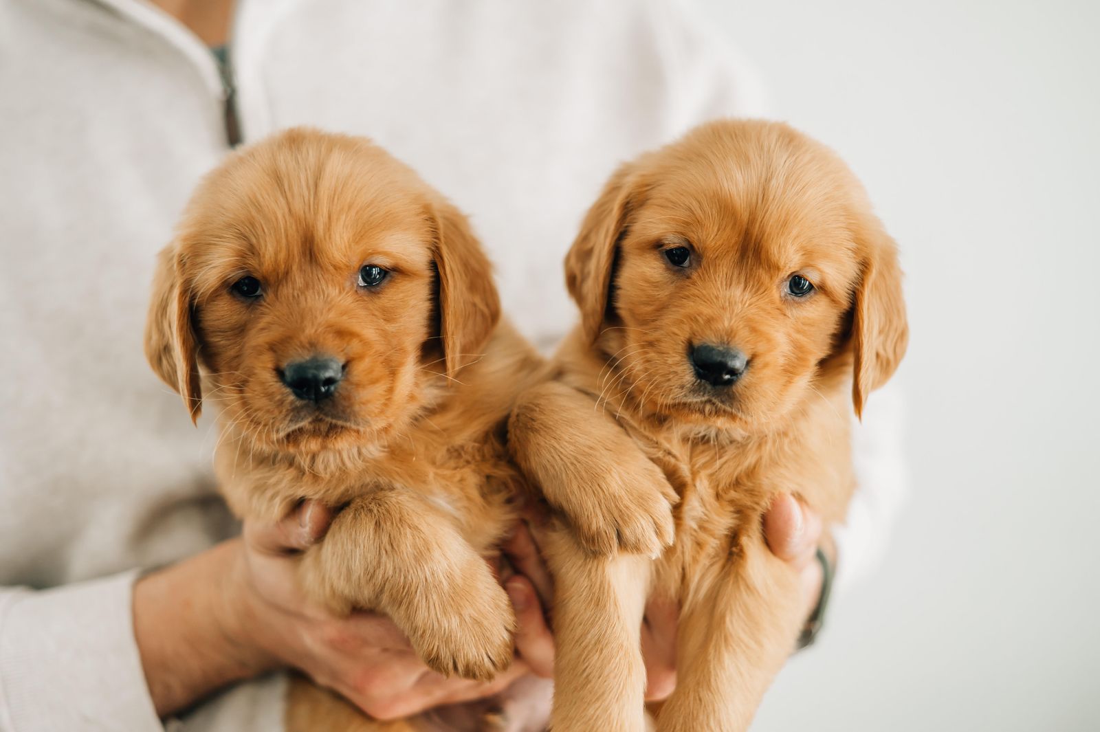 AKC Dark Golden Retriever Puppies