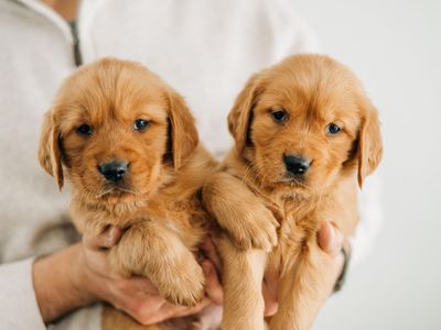 AKC Dark Golden Retriever Puppies