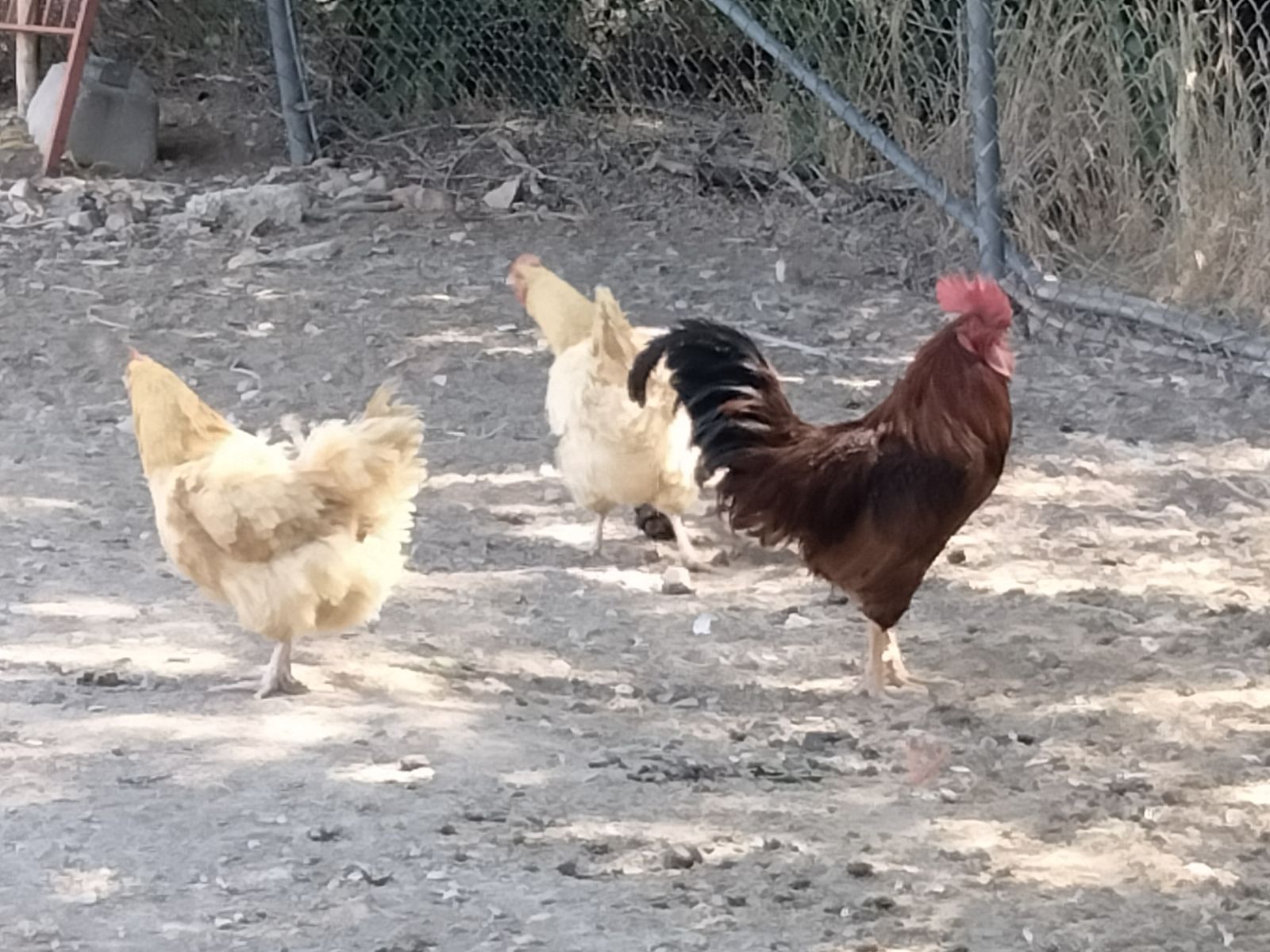 Healthy Rooster  - Ideal for Backyard Farm or Breeding