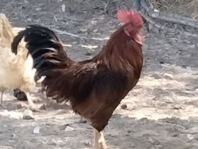 Healthy Rooster - Ideal for Backyard Farm or Breeding