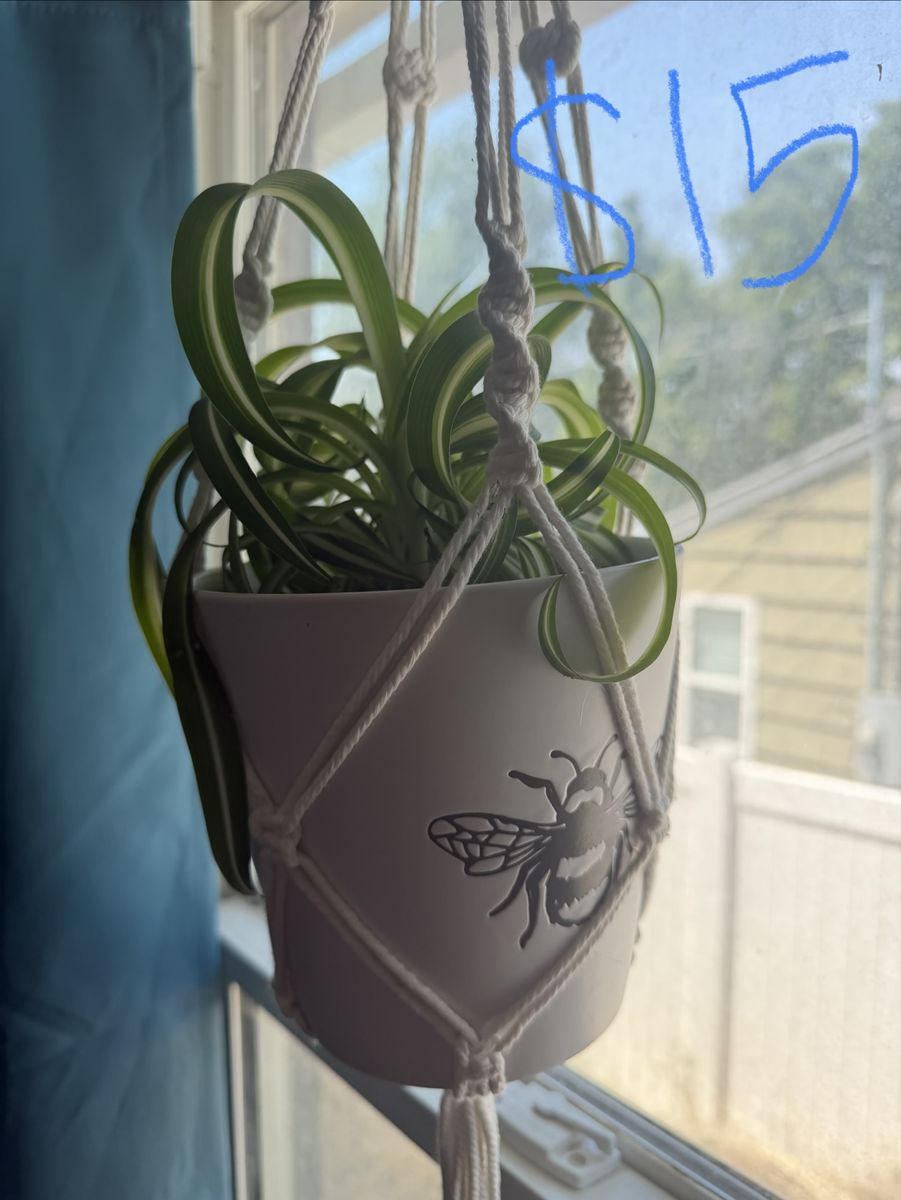 Spider Plant (Chlorophytum comosum) in Bee Pot with Macrame Hanger