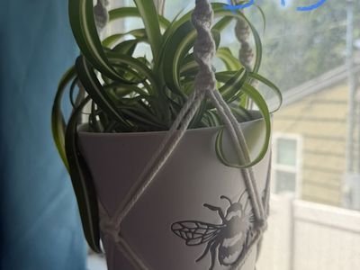 Spider Plant (Chlorophytum comosum) in Bee Pot with Macrame Hanger