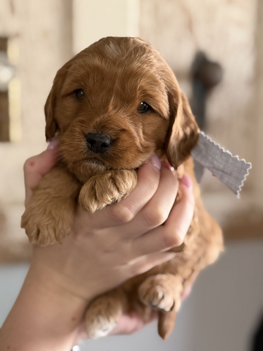 F1 Medium Red Goldendoodle Puppies