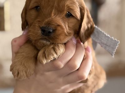 F1 Medium Red Goldendoodle Puppies
