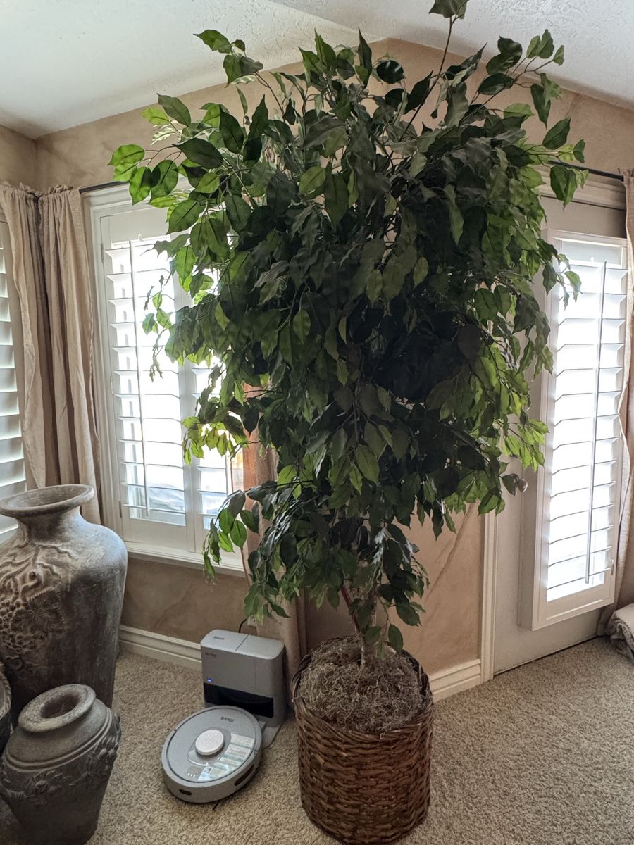 Large faux ficus tree