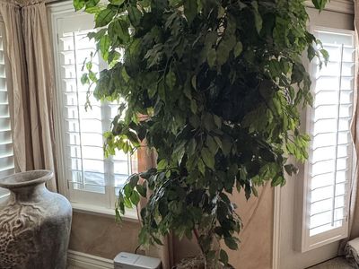 Large faux ficus tree