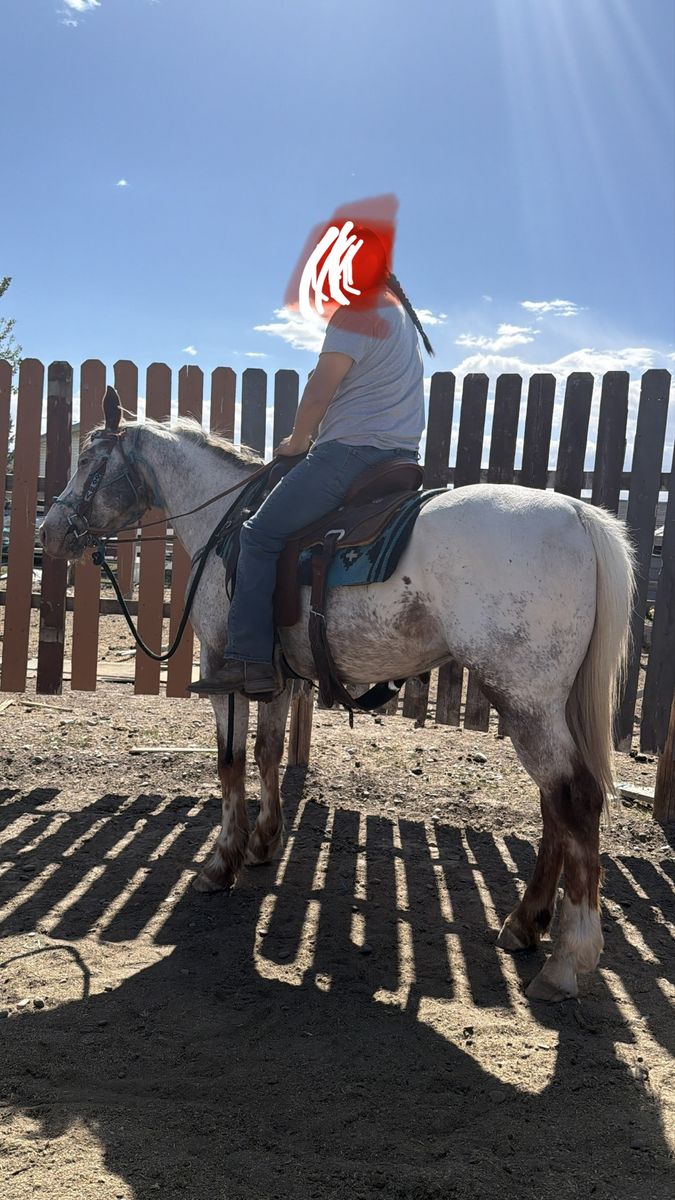 Project Appaloosa gelding horse
