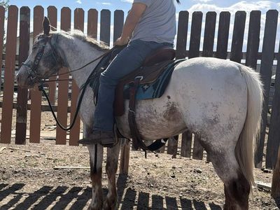 Project Appaloosa gelding horse
