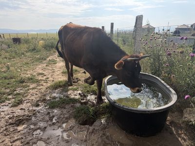2) Jersey steer, ready for butcher