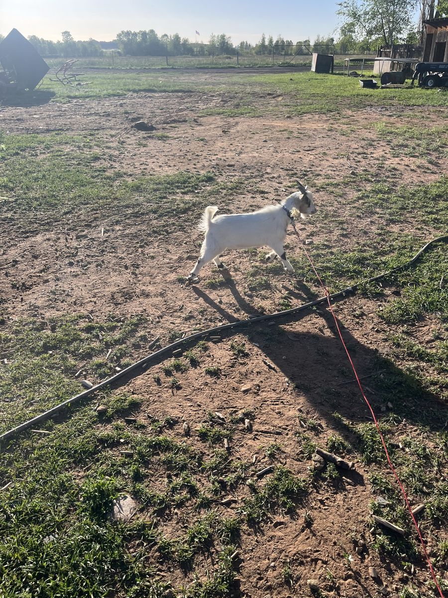 Roping goat