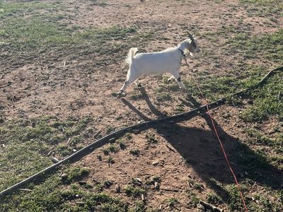 Roping goat