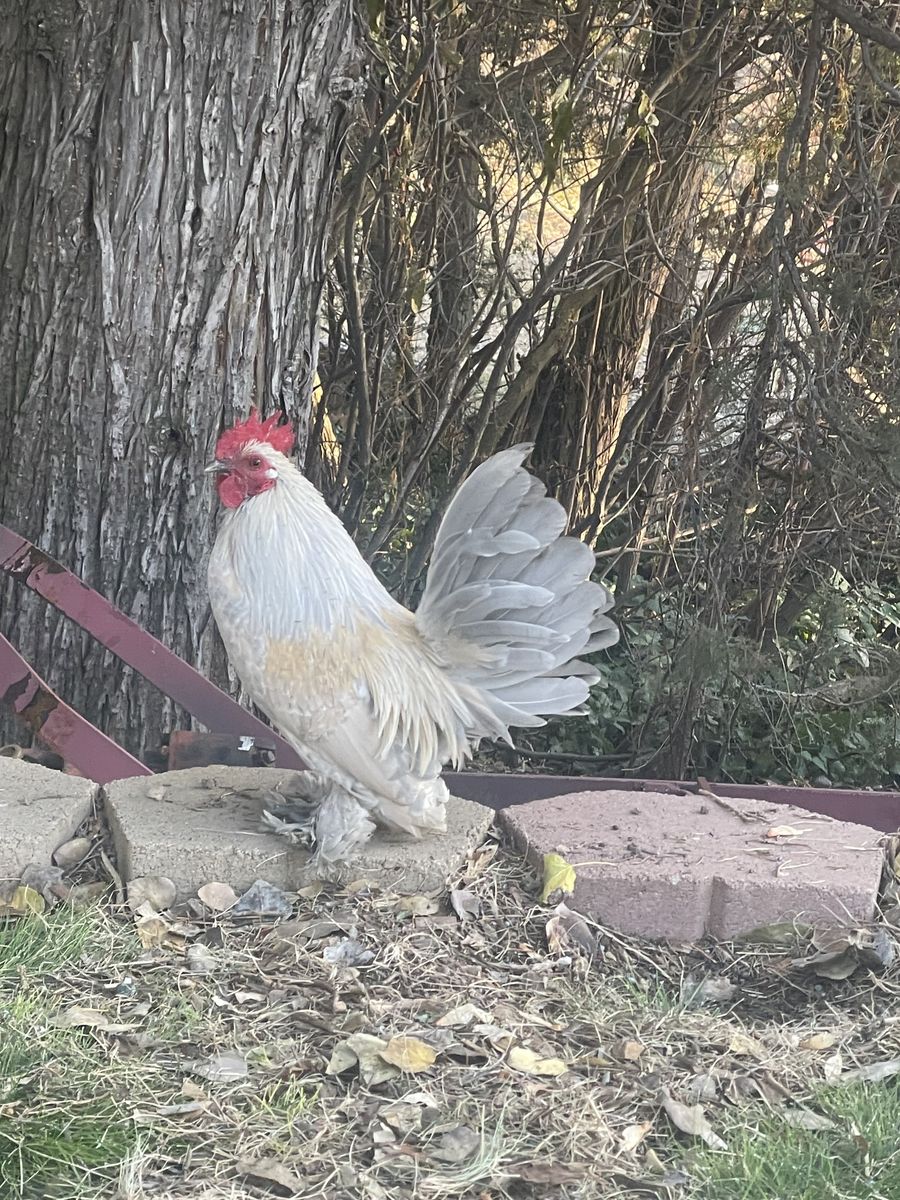 Brahma roosters for free