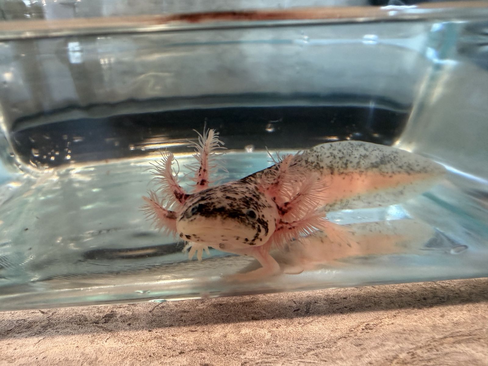 Dirty Lucy axolotl
